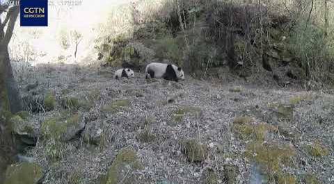 Камеры в китайском заповеднике сняли панд с детенышами