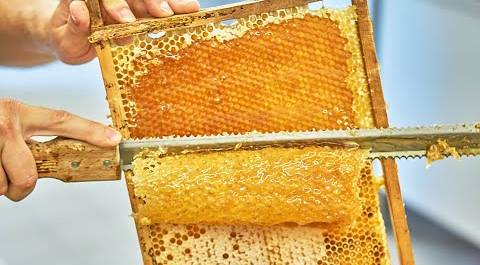 Домашние пчелы