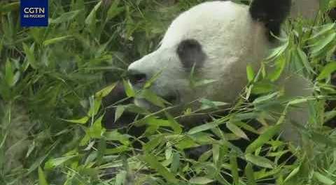 Московский зоопарк наладил поставки бамбука из Европы для панд Диндин и Жуи