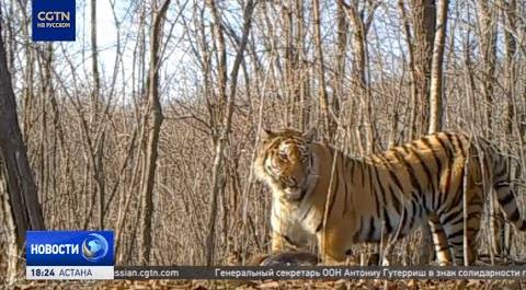 Популяция маньчжурских тигров и дальневосточных леопардов восстанавливается в Национальном парке КНР