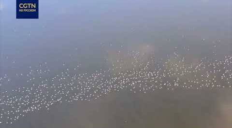 Стая фламинго вновь прилетела на зимовку в район озера Юньчэн