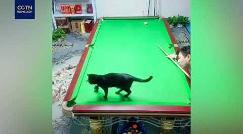 В китайской бильярдной в игре участвовал черный кот