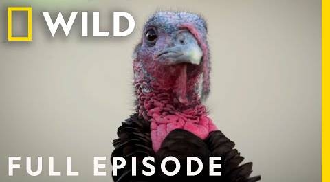 Feral Turkeys, Mightly Blue Whales, and Stealthy Bobcats (Full Episode) | United States of Animals