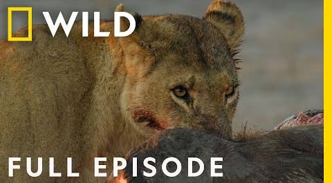 Savage Kingdom: A New Dynasty (Full Episode) | National Geographic