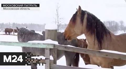 Полицейские задержали воровавших лошадей мужчин. "Московский патруль"