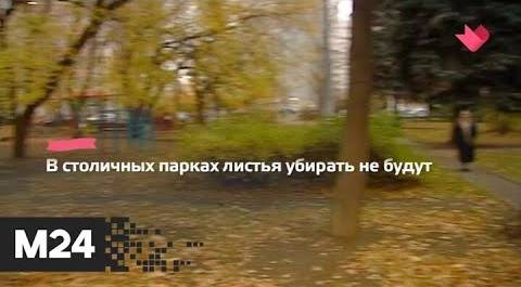 "Это наш город": москвичам объяснили правила уборки опавших листьев - Москва 24
