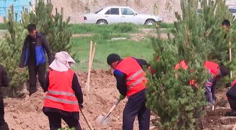 Более 40 тысяч деревьев посадят в Таразе в рамках акции «Чистый Казахстан»