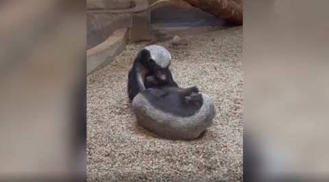 Медоеды Нео и Тринити развлекают публику в Московском зоопарке