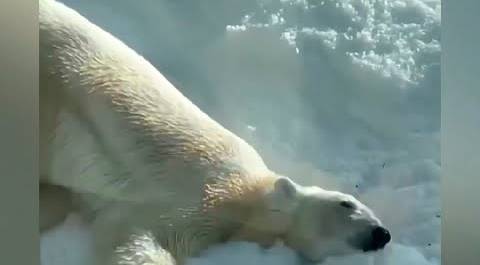 Медведица Айка из Московского зоопарка с удовольствием купается в сугробах