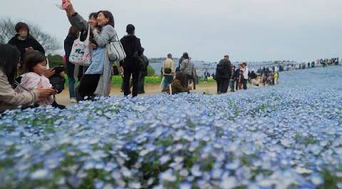 Японцы и туристы любуются цветением немофилы в парке Хитати