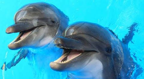 Почему дельфины не такие милые и добрые, как многие думают