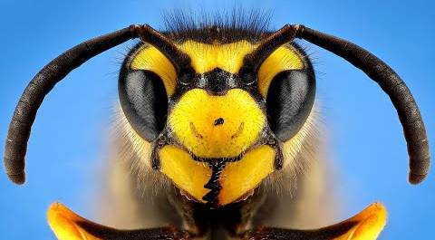 Самые опасные в мире муравьи, осы, пчёлы, шмели