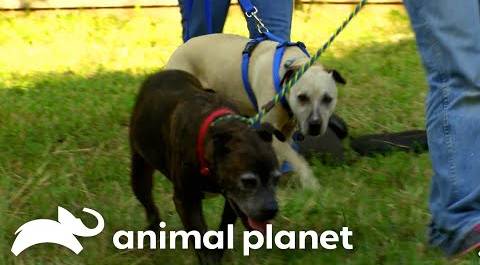 A Four Legged Hurricane Katrina Survivor Gets a Furry Friend | Pit Bulls & Parolees | Animal Planet