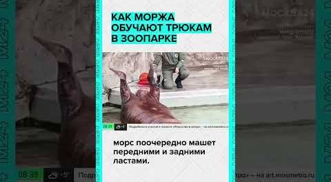 Как в Московском зоопарке, обучают моржа новым трюкам