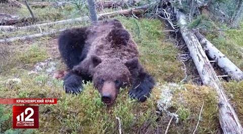Медведь съел школьника и задрал туриста