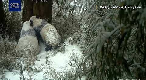 Не телячьи нежности: камера в китайском заповеднике поймала панду с детёнышем