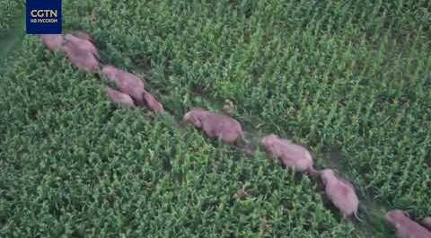 Дикие слоны гуляют по провинции Юньнань