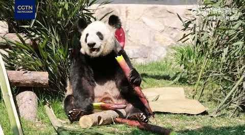 Годовщина возвращения панды Я Я в Китай