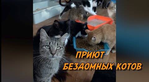 приют бездомных котов в Казахстане