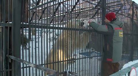 Красноярский зоопарк спасает белых медведей