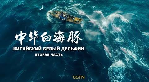 Документальный фильм «Китайский белый дельфин» (Вторая часть)