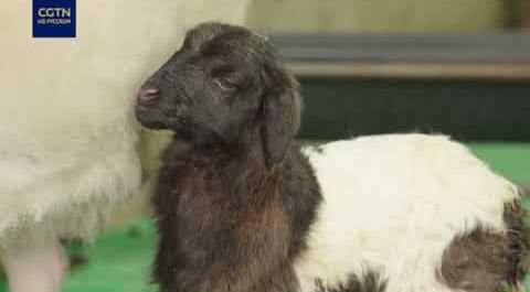 В Китае впервые в мире клонировали тибетскую овцу
