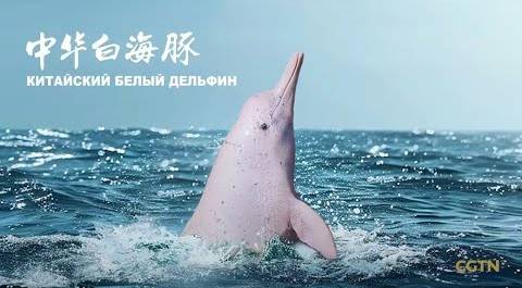 Анонс документального фильма «Китайский белый дельфин»