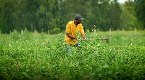 #ЛюдиДела (97) Африканский ученый выращивает картошку