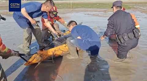 В провинции Чжэцзян спасли дельфина, застрявшего в грязи