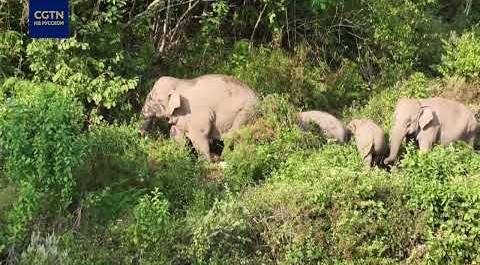 Азиатские слоны в Юньнане переживают редкий бэби-бум