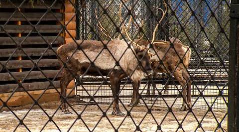 В Ленинградском зоопарке олени начали сбрасывать рога