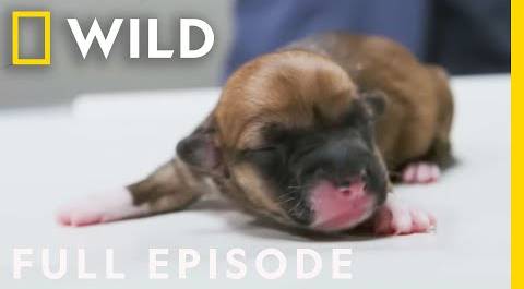 Doggie Delivery (Full Episode) | Heartland Docs, DVM