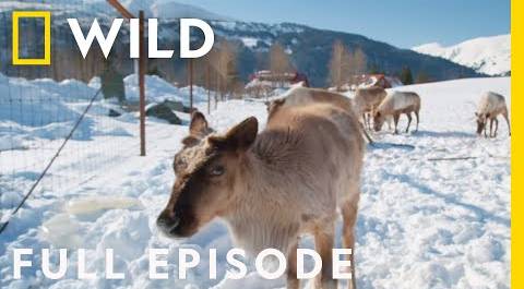 Caring for Alaskan Reindeer (Full Episode) | Dr. Oakley, Yukon Vet