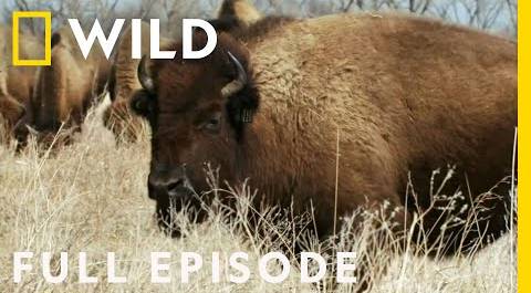 Bring on the Bison and Crane Migration! (Full Episode) | Heartland Docs, DVM