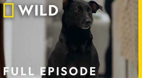 Elsa the Pampered Pooch (Full Episode) | The Wizard of Paws