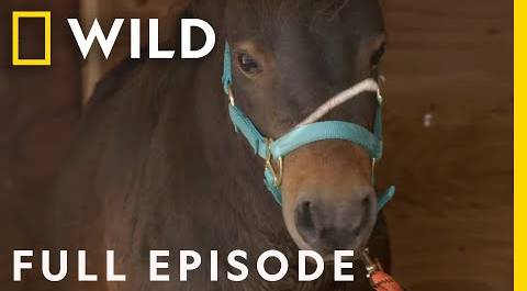A Horse with Hobbled Hooves (Full Episode) | Heartland Docs, DVM