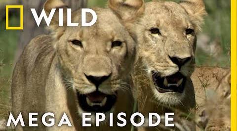 Win or Die: Savage Kingdom MEGA EPISODE | Season 4 | Nat Geo Wild
