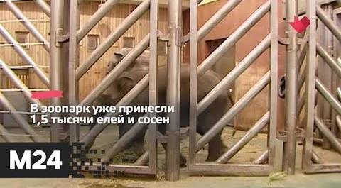 "Это наш город": Московский зоопарк принимает нераспроданные ели и сосны - Москва 24