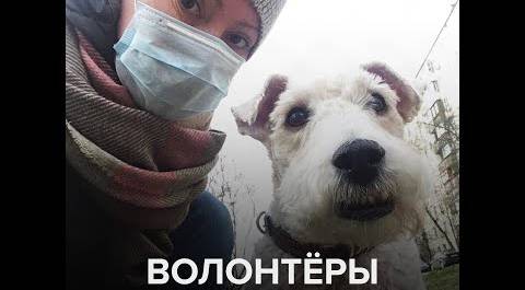 Волонтеры помогают с животными - Москва 24
