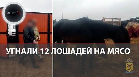 Ночные всадники угнали 12 лошадей на мясо | Похищенный табун в Забайкалье увели за 30 километров