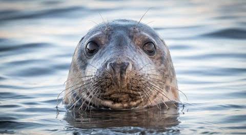 Спасенных детенышей серого тюленя выпустили в Финский залив под Петербургом