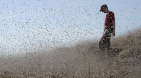 Смерч из комаров и мошек: полчища насекомых атаковали жителей Оренбуржья