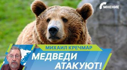 Медведи стали все чаще нападать на людей в России, что происходит?