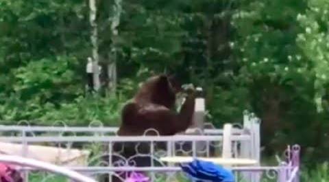 Медведь пробрался на кладбище и раскачал надгробия в Иркутской области