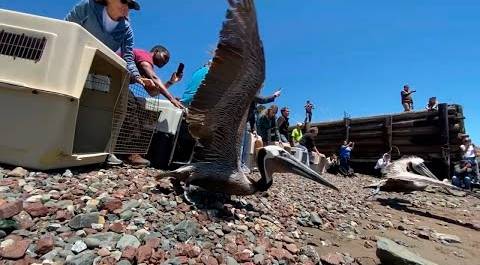 Спасенных от голода пеликанов выпустили на волю в США