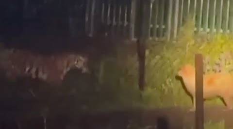 Тигр и пес встретились около жилого дома в Приморье