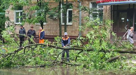 Два человека пострадали в Москве из-за падения деревьев во время урагана «Орхан»