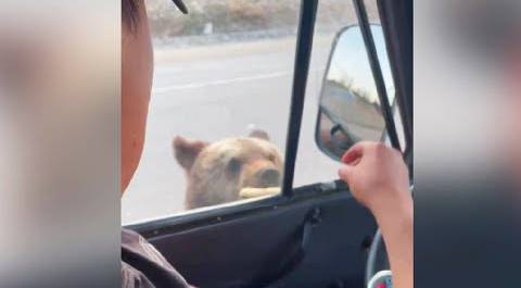 Медвежонок подошел к людям прямо на трассе и выпросил чебурек