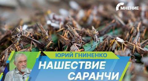 Полчища саранчи атаковали несколько регионов России и Казахстана