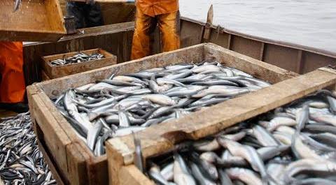 Сезон прибрежного лова кильки завершился в Дагестане